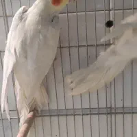 عروس هلندی و مرغ عشق|پرنده|مرودشت, ابوذر شمالی|دیوار