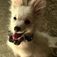 توله سگ پامرانین /پامر روباهی نر