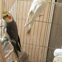 عروس هلندی|پرنده|تهران, جی|دیوار