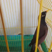 مرغ مینا نره یک ساله قیمتش ۶میلیون تومان است