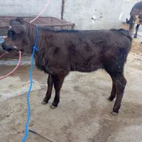 گاو و گوساله ماده  سویسی|حیوانات مزرعه|دره شهر, |دیوار