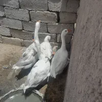 مرغ غاز