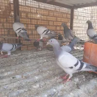 پرنده