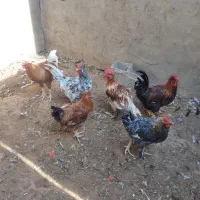 ۷عدد خروس محلی دونه ای ۳۷۰تومن