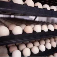 تخم نطفه دار جوجه راس گوشتی ضمانتی|حیوانات مزرعه|تهران, ترمینال غرب|دیوار