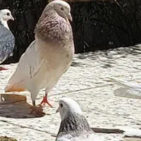نر سرور