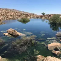 بز بزغاله و بزغاله نر و سارین