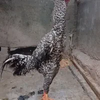 خروس لاری اصیل