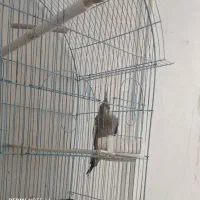 عروس هلندی|پرنده|زابل, |دیوار