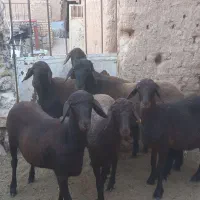 بره ماده همو هترو|حیوانات مزرعه|یزد, |دیوار