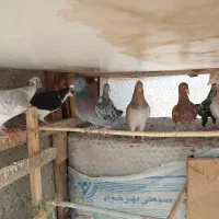 ده عدد کبوتر پرشی ساز|پرنده|اقبالیه, |دیوار