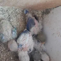 جوجه کوتوله سرلاکی