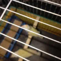 فنچ گلدن|پرنده|بندرعباس, |دیوار