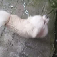 سگ خونگی|سگ|خان ببین, |دیوار