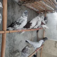 کبوتر نر پرشی