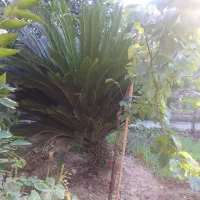 فروش گل سیکاس ۱۵ ساله|گل و گیاه طبیعی|بهشهر, |دیوار