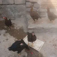 لاری|حیوانات مزرعه|ایواوغلی, |دیوار