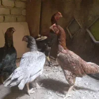 مرغ  لاری اصل افغان