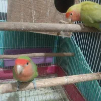 جوجه عروس هلندی|پرنده|پاکدشت, پاکدشت (مامازند)|دیوار