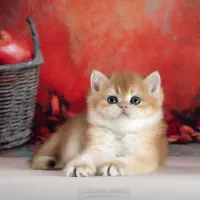 مجموعه گربه های نژاد دار ( پرشین بریتیش اسکاتیش )