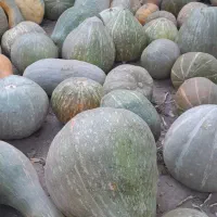 کدو حلوای|خوردنی و آشامیدنی|بکتاش, |دیوار