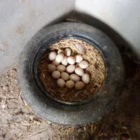 تخم اردک اسراییلی ومرغ