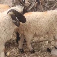 بره نر