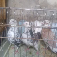 فروش کبوتر