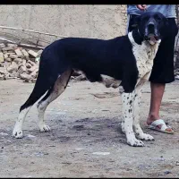 سگ ماده افغان از بهترین نسل