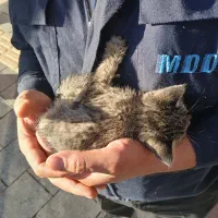 گربه بچه گناه داره ببرینش