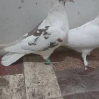 کبوتر|پرنده|تهران, دروازه شمیران|دیوار