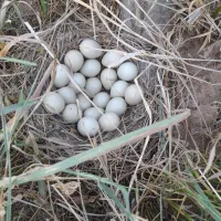 بیل جلو بهنام مشهد