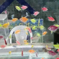 آکواریوم اقیانوس آرام در گلدیس|ماهی|شاهین‌شهر, شهرک گلدیس|دیوار