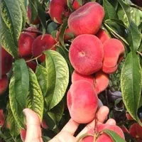 هلو اجیری درجه یک