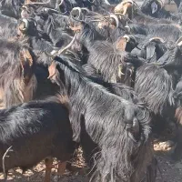 ۹۰ راس بز داشتی درجه یک