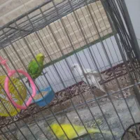 دو مرغ عشق ویک کوتوله برزیلی|پرنده|قنوات, |دیوار