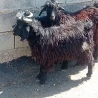 بزغاله