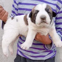 آلابای اصیل فی فقط سه|سگ|رشت, ترمینال|دیوار