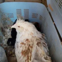 فروش مرغ کرچ با 6تا جوجه