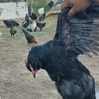 خروس سیاه جهت دفع بلا و چشم زخم