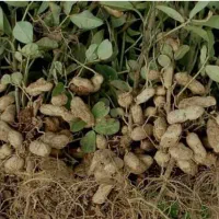 سرکارگر اکیپ برداشت بادام