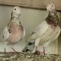 ماده سرور دانش|پرنده|سمنان, |دیوار