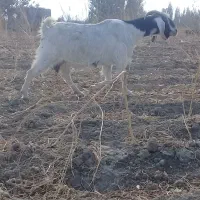 بزعراقی سه ماهه آبستن