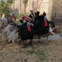 بوقلمون ارگانیک