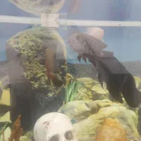 اکواریوم با لوازم ۷ عدد ماهی اسکار و۲تا لجن خار|ماهی|سراب, |دیوار