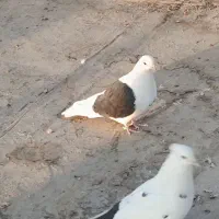 کبوتر دو کت و دم سیاه