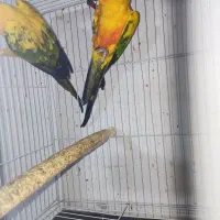 سان کانور خورشیدی|پرنده|مشهد, امام رضا (ع)|دیوار