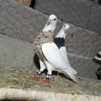 کبوتر طوقی|پرنده|شیراز, حومه شیراز|دیوار