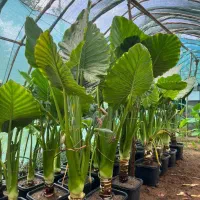 فروش ویژه بابا آدم با کیفیت عالی|گل و گیاه طبیعی|خشکبیجار, |دیوار