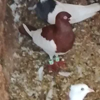 کبوتر